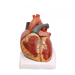 心脏（2倍 ）模型