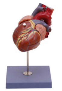 心脏（1.5倍）模型