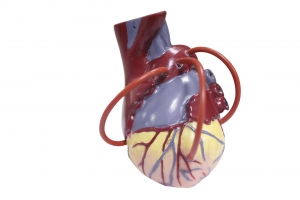 心脏搭桥及心脏解剖模型