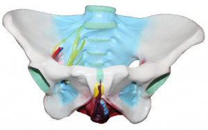 女性骨盆附盆底肌和神经模型