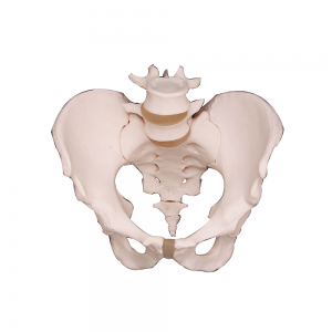 女性骨盆模型