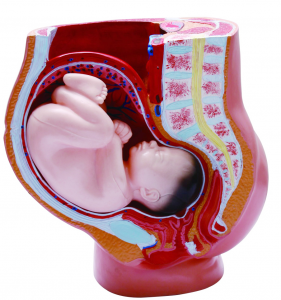 孕妇腹部正中矢状解剖结构示教模型