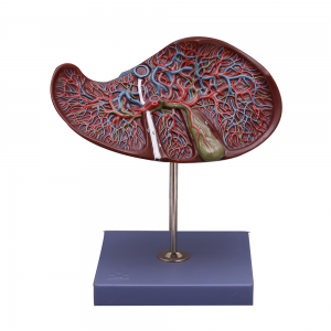 肝脏和胆囊模型