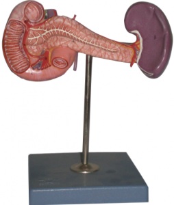 胰腺(附脾脏、十二指肠）模型