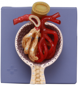 肾小球模型