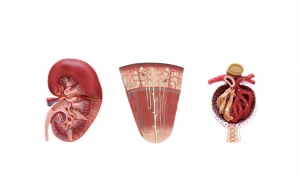 肾切面、肾单位、肾小球模型