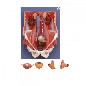 泌尿系统模型Ⅰ型