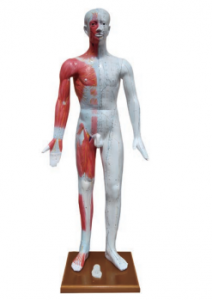 十四经穴模型（178cm/85cm)