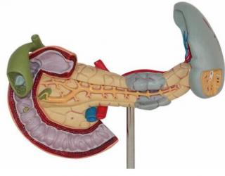 “康为医疗”胰脏病理模型