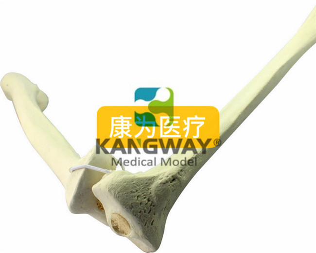 骨科术前Sawbone人工合成骨模型股骨胫骨模型