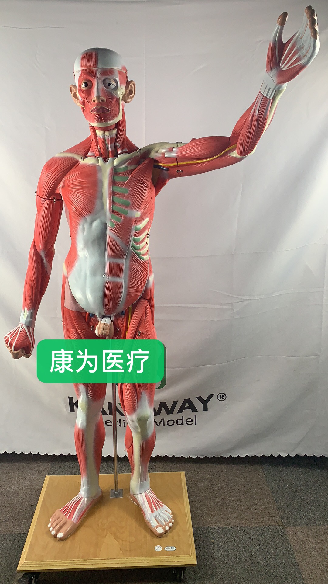 人体全身肌肉解剖模型  