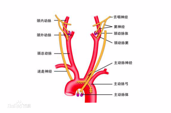 “康为医疗”主动脉弓血管介入手术训练模拟器