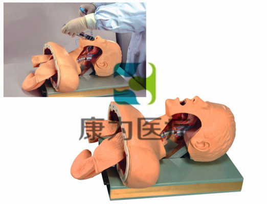 成人气管插管训练模型